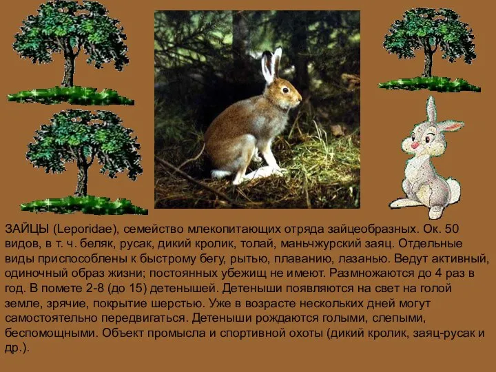 ЗАЙЦЫ (Leporidae), семейство млекопитающих отряда зайцеобразных. Ок. 50 видов, в т.