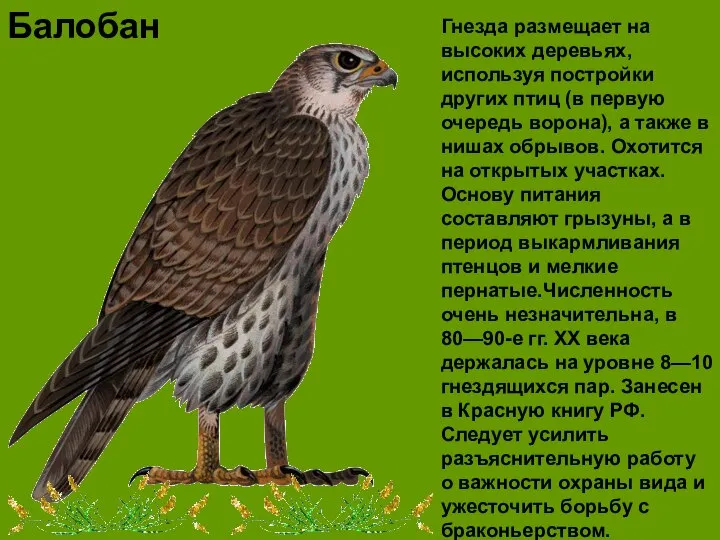 Балобан Гнезда размещает на высоких деревьях, используя постройки других птиц (в