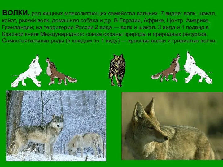 ВОЛКИ, род хищных млекопитающих семейства волчьих. 7 видов: волк, шакал, койот,