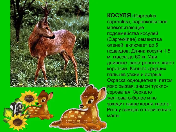 КОСУЛЯ (Capreolus capreolus), парнокопытное млекопитающее подсемейства косулей (Capreolinae) семейства оленей, включает