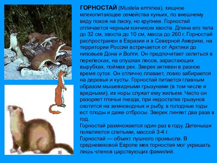 ГОРНОСТАЙ (Mustela erminea), хищное млекопитающее семейства куньих, по внешнему виду похож