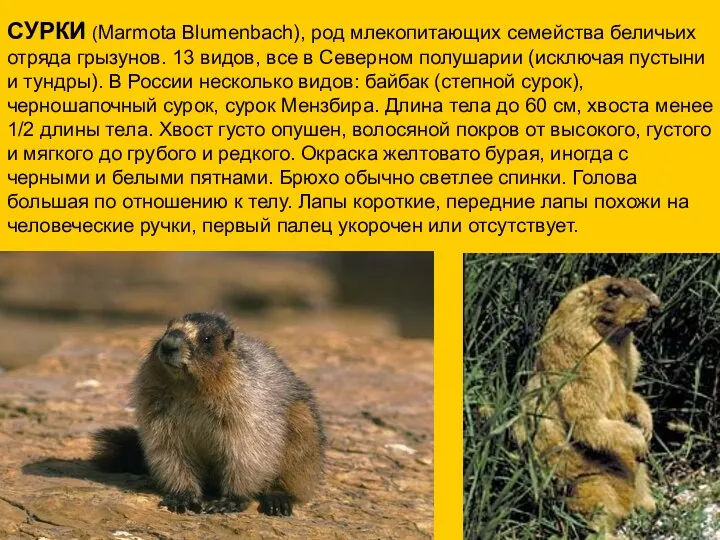 СУРКИ (Marmota Blumenbach), род млекопитающих семейства беличьих отряда грызунов. 13 видов,