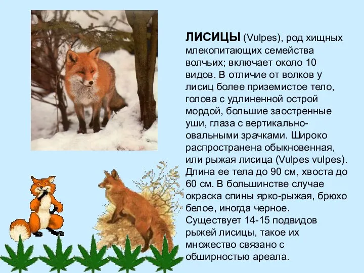 ЛИСИЦЫ (Vulpes), род хищных млекопитающих семейства волчьих; включает около 10 видов.