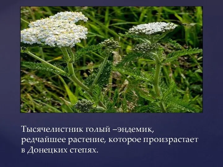 Тысячелистник голый –эндемик, редчайшее растение, которое произрастает в Донецких степях.