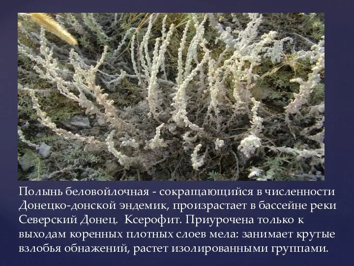 Полынь беловойлочная - сокращающийся в численности Донецко-донской эндемик, произрастает в бассейне