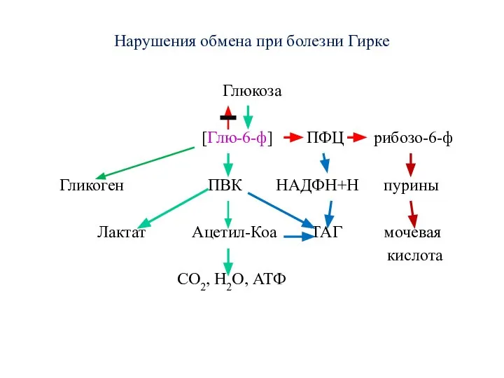 Нарушения обмена при болезни Гирке Глюкоза [Глю-6-ф] ПФЦ рибозо-6-ф Гликоген ПВК