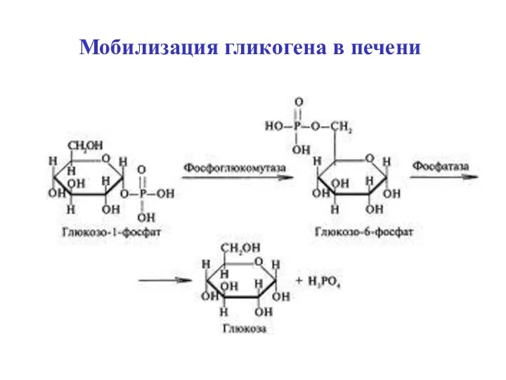 Мобилизация гликогена в печени