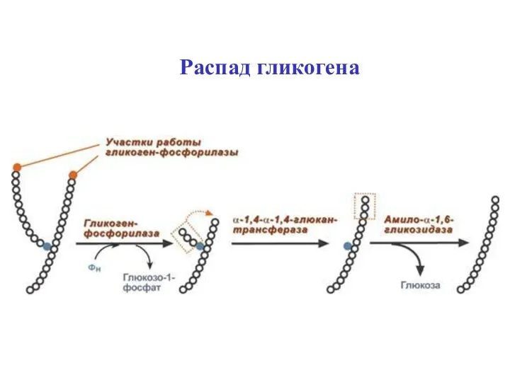 Распад гликогена