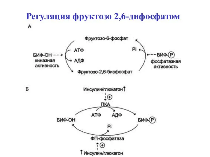 Регуляция фруктозо 2,6-дифосфатом