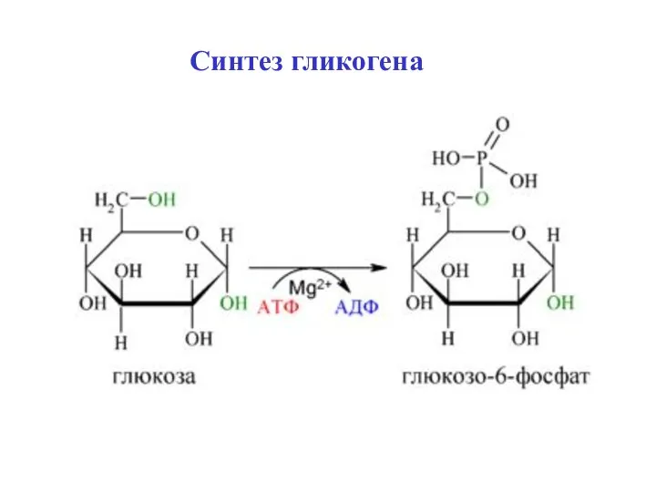 Синтез гликогена