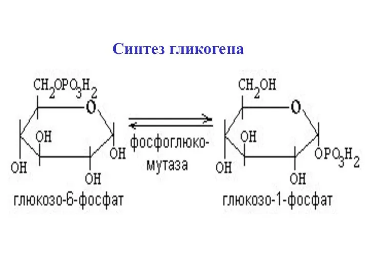 Синтез гликогена