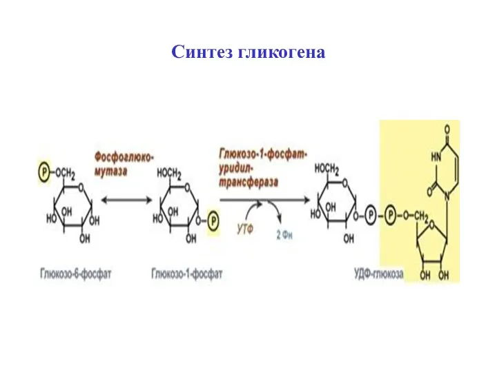 Синтез гликогена