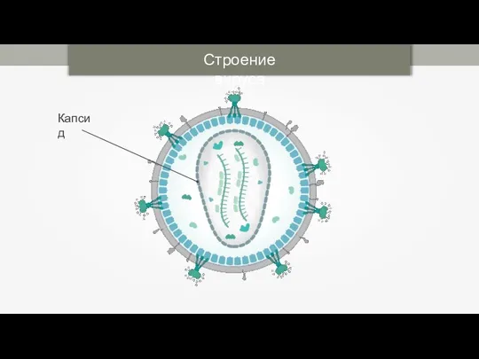 Строение вируса