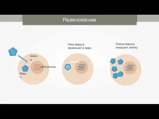 Размножение вируса ДНК клетки Вирус Клетка Гены вируса проникают в ядро Новые вирусы покидают клетку