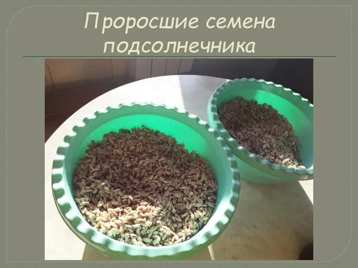 Проросшие семена подсолнечника