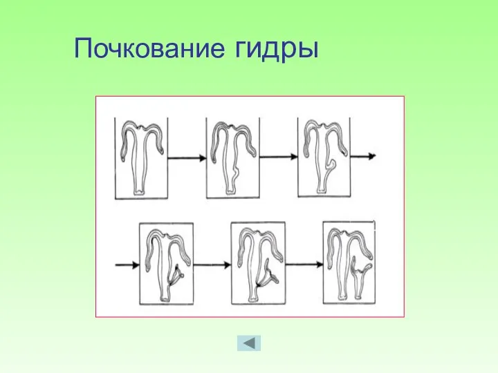 Почкование гидры