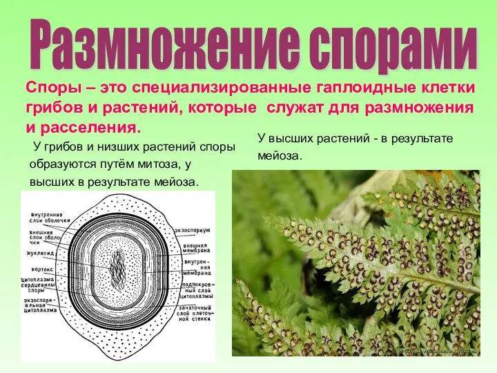 Размножение спорами Споры – это специализированные гаплоидные клетки грибов и растений,