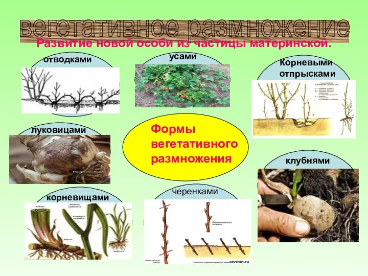 вегетативное размножение Развитие новой особи из частицы материнской. Формы вегетативного размножения