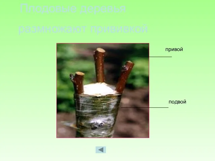 Плодовые деревья размножают прививкой привой подвой