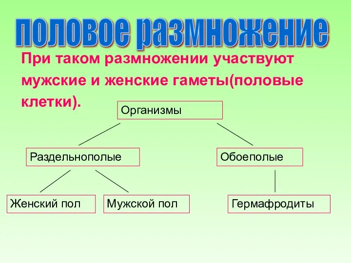 Организмы Раздельнополые Обоеполые Женский пол Мужской пол Гермафродиты половое размножение При