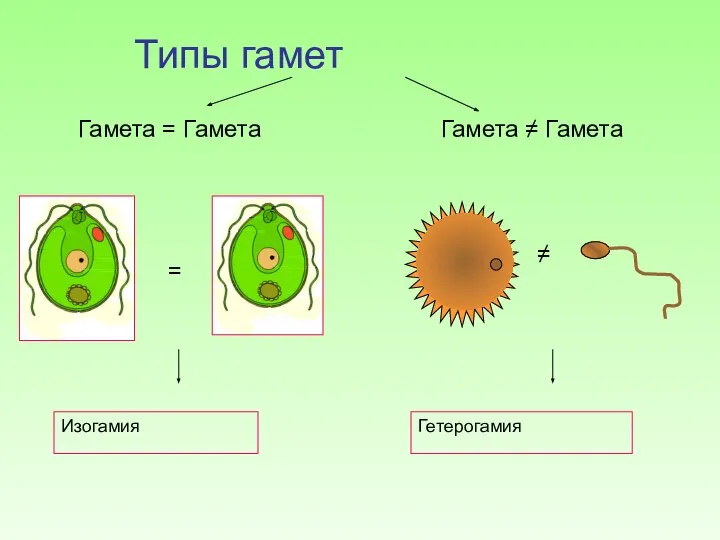 Изогамия Гетерогамия Гамета = Гамета Гамета ≠ Гамета = ≠ Типы гамет