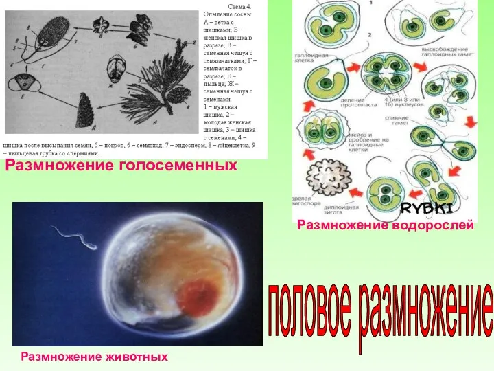 Размножение голосеменных Размножение водорослей Размножение животных половое размножение