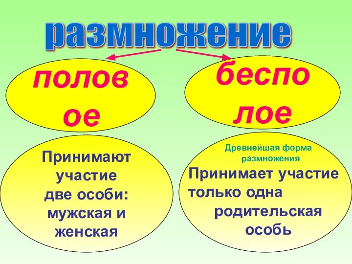 размножение половое бесполое Принимают участие две особи: мужская и женская Древнейшая