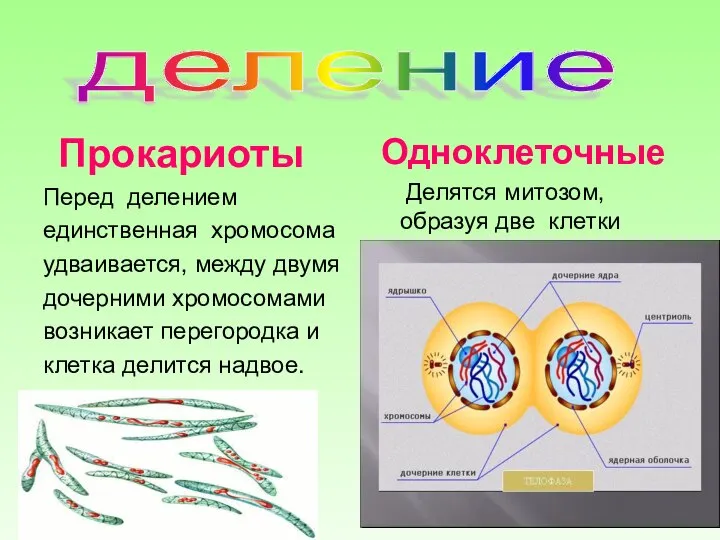 деление Прокариоты Перед делением единственная хромосома удваивается, между двумя дочерними хромосомами