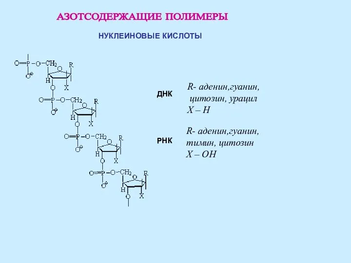 АЗОТСОДЕРЖАЩИЕ ПОЛИМЕРЫ НУКЛЕИНОВЫЕ КИСЛОТЫ РНК ДНК R- аденин,гуанин, тимин, цитозин Х