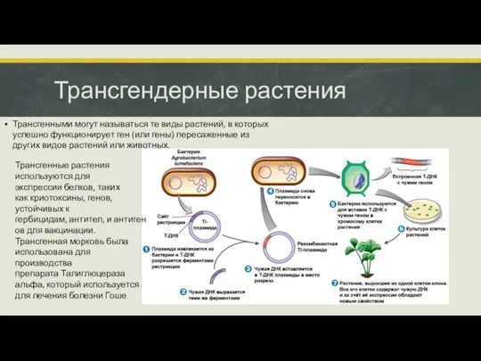 Трансгендерные растения Трансгенными могут называться те виды растений, в которых успешно