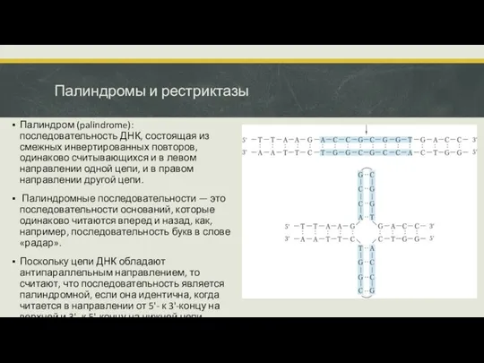 Палиндромы и рестриктазы Палиндром (palindrome): последовательность ДНК, состоящая из смежных инвертированных