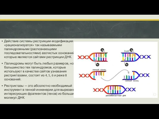 Действие системы рестрикции-модификации «рационализуется» так называемыми палиндромными (распознающими последовательностями) азотистых оснований,