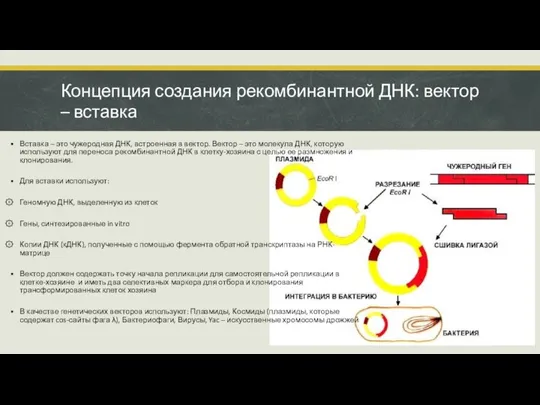 Концепция создания рекомбинантной ДНК: вектор – вставка Вставка – это чужеродная