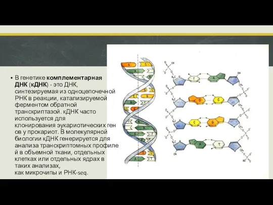 В генетике комплементарная ДНК (кДНК) - это ДНК, синтезируемая из одноцепочечной