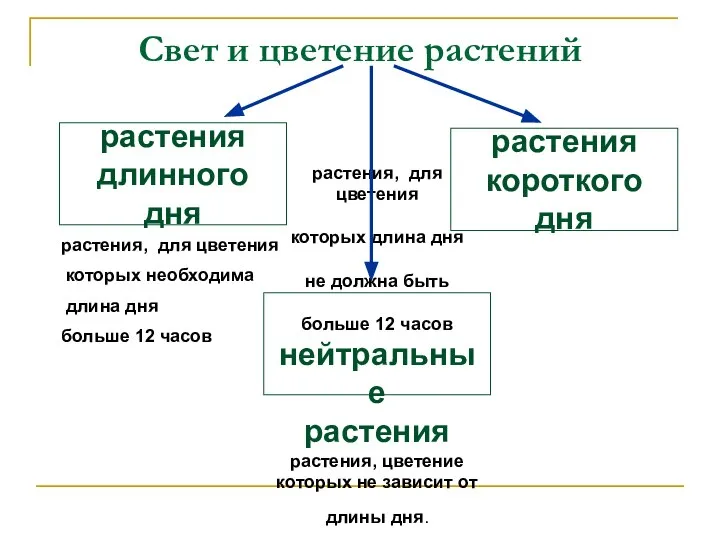 Свет и цветение растений растения длинного дня растения короткого дня растения,