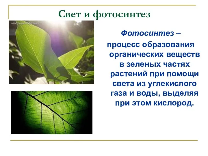 Свет и фотосинтез Фотосинтез – процесс образования органических веществ в зеленых