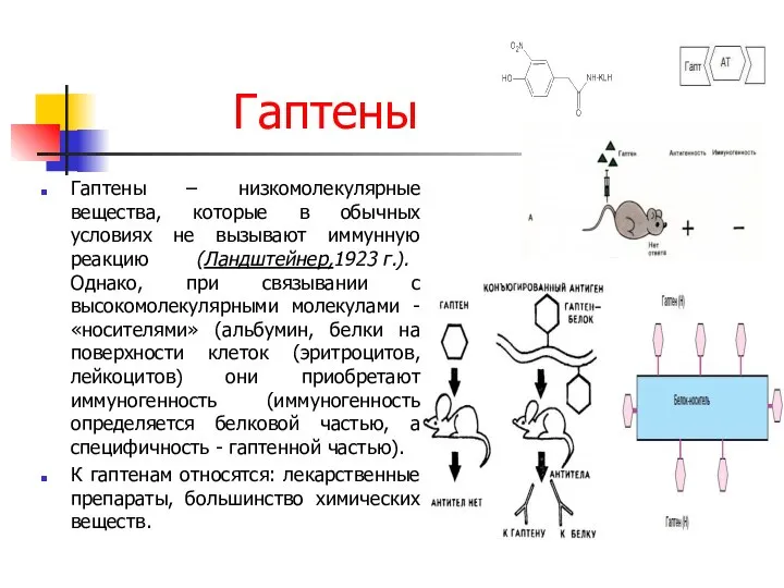 Гаптены Гаптены – низкомолекулярные вещества, которые в обычных условиях не вызывают