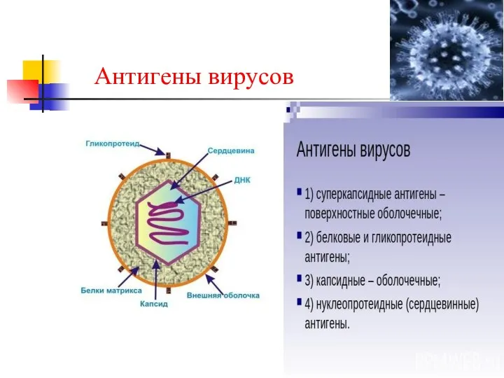 Антигены вирусов