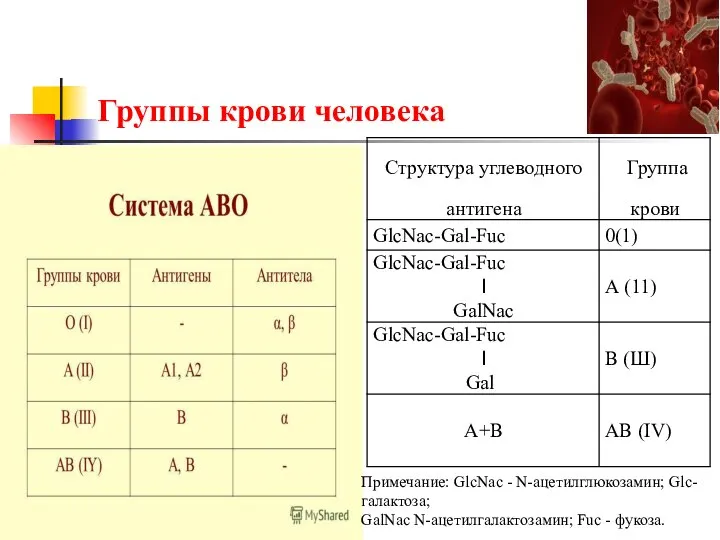 Группы крови человека Примечание: GlcNac - N-ацетилглюкозамин; Glc- галактоза; GalNac ­N-ацетилгалактозамин; Fuc - фукоза.