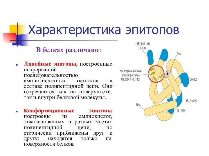 Характеристика эпитопов В белках различают: Линейные эпитопы, построенные непрерывной последовательностью аминокислотных