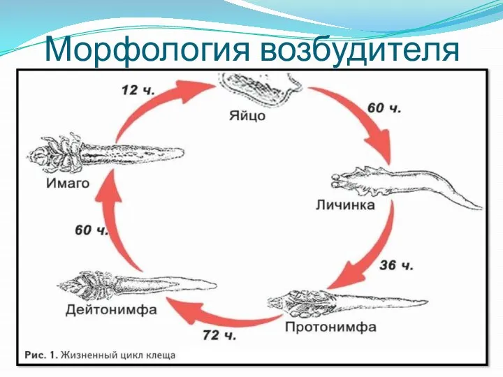 Морфология возбудителя