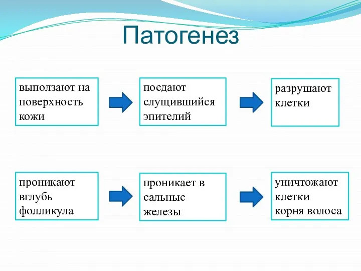 Патогенез выползают на поверхность кожи поедают слущившийся эпителий разрушают клетки проникают