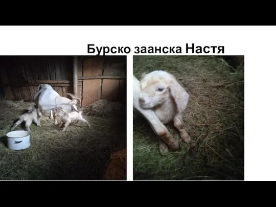 Бурско заанска Настя