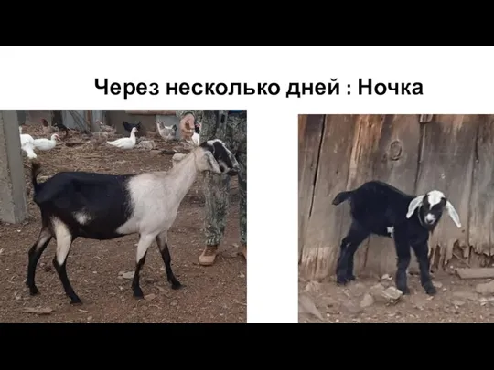 Через несколько дней : Ночка