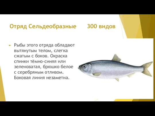 Отряд Сельдеобразные 300 видов Рыбы этого отряда обладают вытянутым телом, слегка