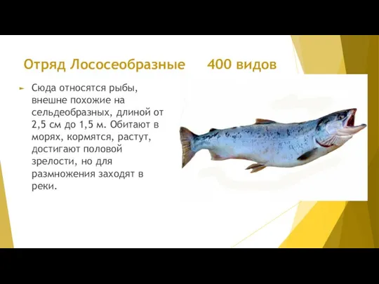 Отряд Лососеобразные 400 видов Сюда относятся рыбы, внешне похожие на сельдеобразных,