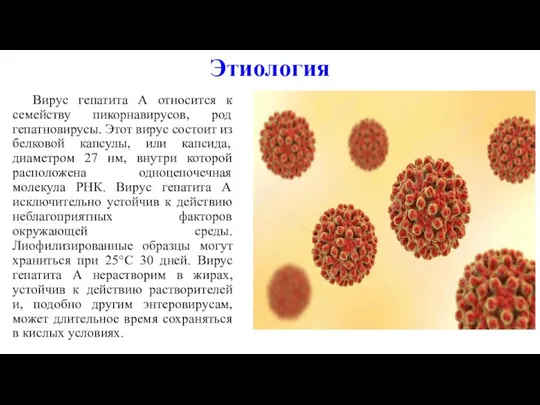 Этиология Вирус гепатита А относится к семейству пикорнавирусов, род гепатновирусы. Этот