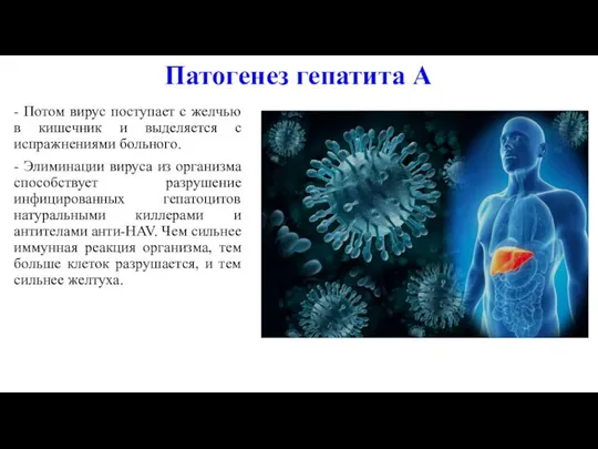 Патогенез гепатита А - Потом вирус поступает с желчью в кишечник
