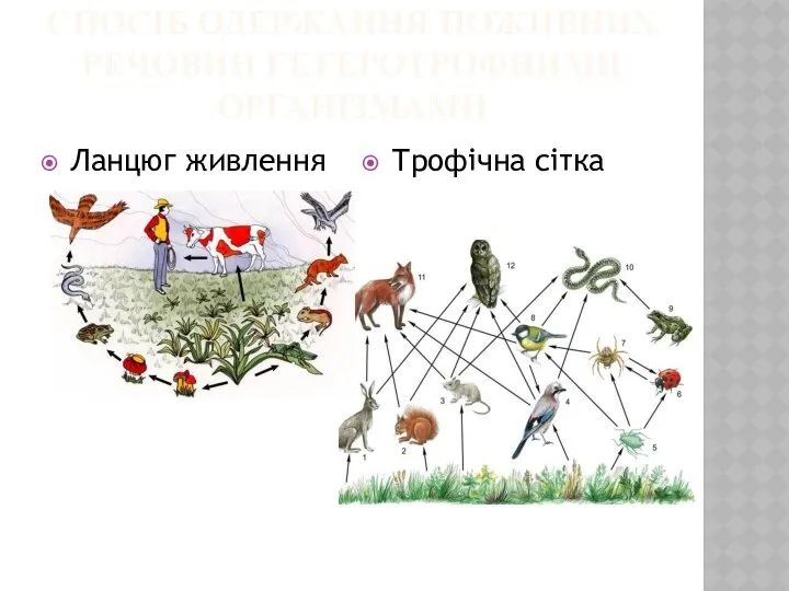 СПОСІБ ОДЕРЖАННЯ ПОЖИВНИХ РЕЧОВИН ГЕТЕРОТРОФНИМИ ОРГАНІЗМАМИ Ланцюг живлення Трофічна сітка