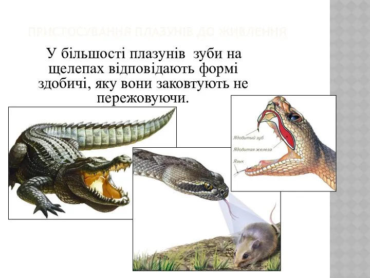 ПРИСТОСУВАННЯ ПЛАЗУНІВ ДО ЖИВЛЕННЯ У більшості плазунів зуби на щелепах відповідають